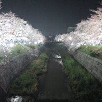 山崎川の夜桜