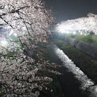 夜桜