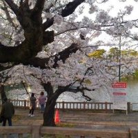 竜ヶ池の桜